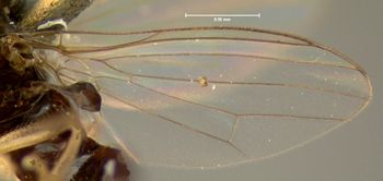 Media type: image;   Entomology 465 Aspect: wing
